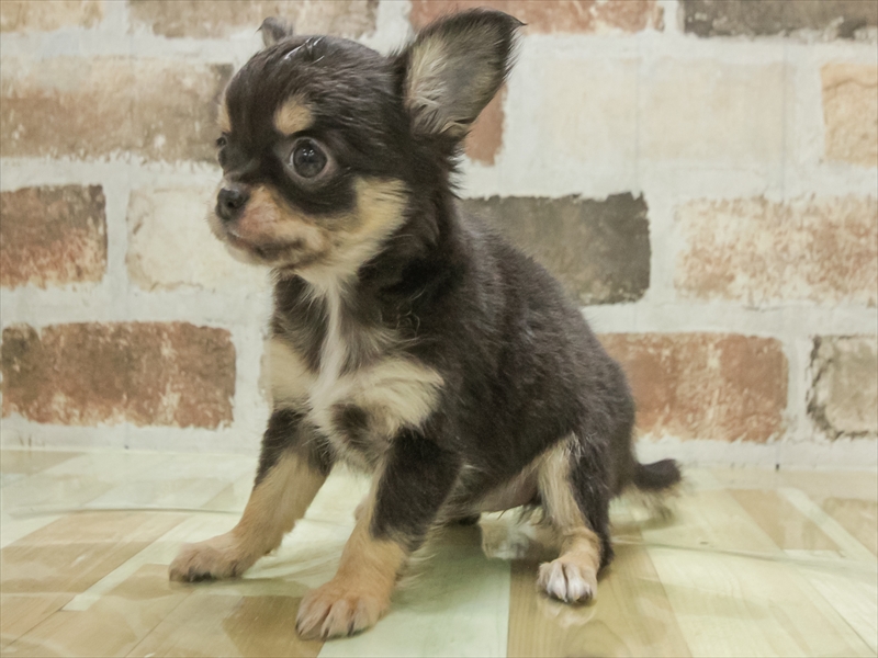 愛知県のチワワ(ロング) (ワンラブ名古屋守山インター総本店/2025年11月11日生まれ/女の子/ブラックタン)の子犬の2枚目の画像
