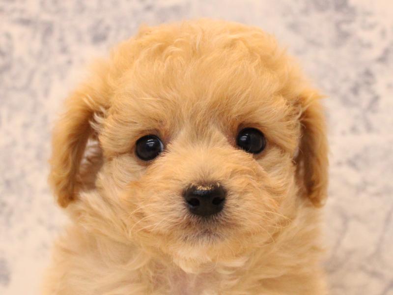 千葉県のチワプー/プーチー(チワワ×プードル) (ワンラブイオンフードスタイル新松戸店/2025年11月5日生まれ/男の子/アプリコット)の子犬の1枚目の画像