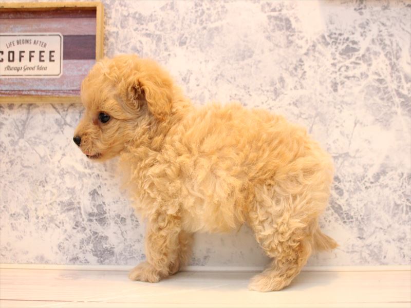 千葉県のチワプー/プーチー(チワワ×プードル) (ワンラブイオンフードスタイル新松戸店/2025年11月5日生まれ/男の子/アプリコット)の子犬の3枚目の画像