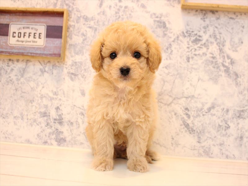 千葉県のチワプー/プーチー(チワワ×プードル) (ワンラブイオンフードスタイル新松戸店/2025年11月5日生まれ/男の子/アプリコット)の子犬の2枚目の画像