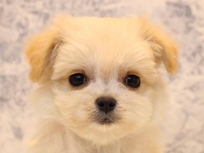 埼玉県のチワプー/プーチー(チワワ×プードル) (ワンラブ埼玉寄居店/2025年11月11日生まれ/男の子/クリーム)の子犬の1枚目の画像