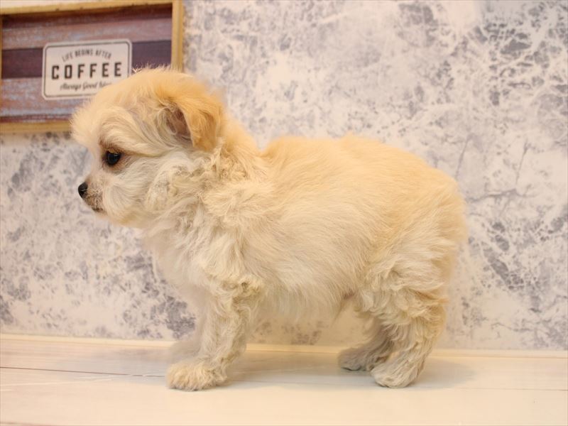 埼玉県のチワプー/プーチー(チワワ×プードル) (ワンラブ埼玉寄居店/2025年11月11日生まれ/男の子/クリーム)の子犬の3枚目の画像