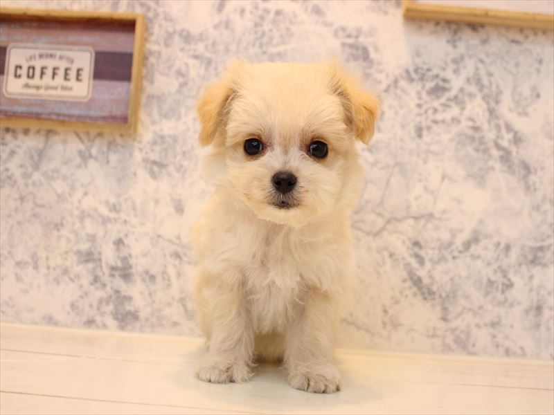埼玉県のチワプー/プーチー(チワワ×プードル) (ワンラブ埼玉寄居店/2025年11月11日生まれ/男の子/クリーム)の子犬の2枚目の画像