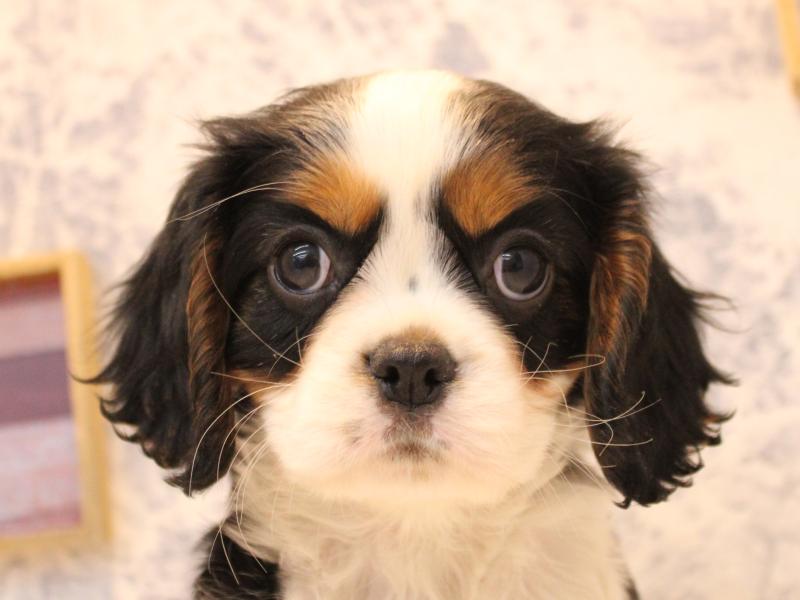東京都のキャバリアキングチャールズスパニエル (ワンラブららぽーと立川立飛店/2025年11月11日生まれ/男の子/トライカラー)の子犬の1枚目の画像