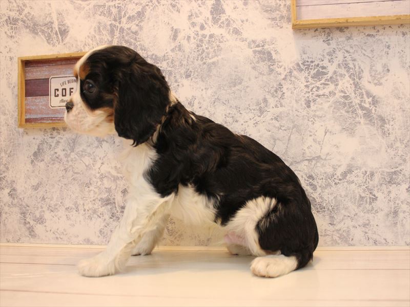 東京都のキャバリアキングチャールズスパニエル (ワンラブららぽーと立川立飛店/2025年11月11日生まれ/男の子/トライカラー)の子犬の3枚目の画像