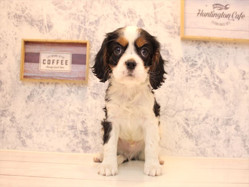 東京都のキャバリアキングチャールズスパニエル (ワンラブららぽーと立川立飛店/2025年11月11日生まれ/男の子/トライカラー)の子犬の2枚目の画像
