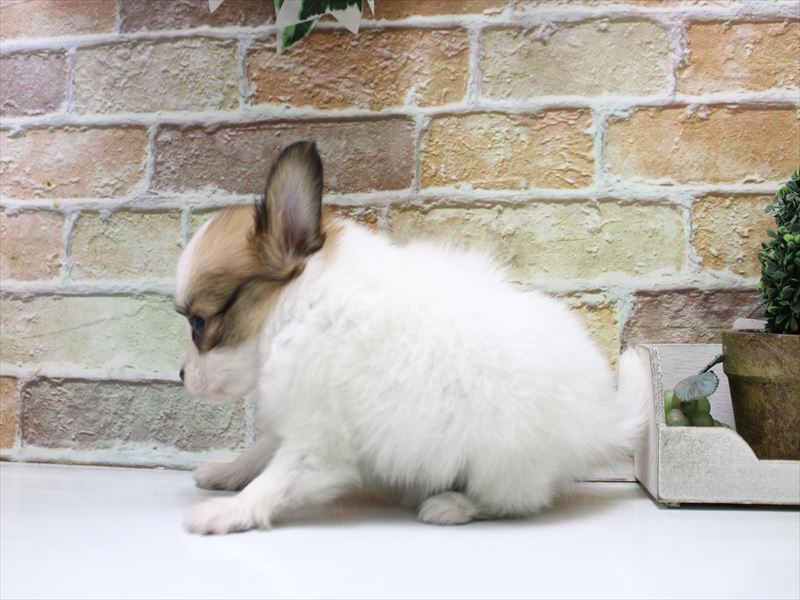 東京都のパピヨン (ワンラブ有明ガーデン東京本店/2025年11月10日生まれ/女の子/ホワイトブラウン)の子犬の3枚目の画像