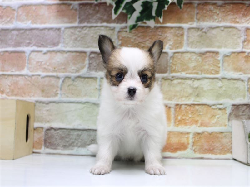 東京都のパピヨン (ワンラブ有明ガーデン東京本店/2025年11月10日生まれ/女の子/ホワイトブラウン)の子犬の2枚目の画像