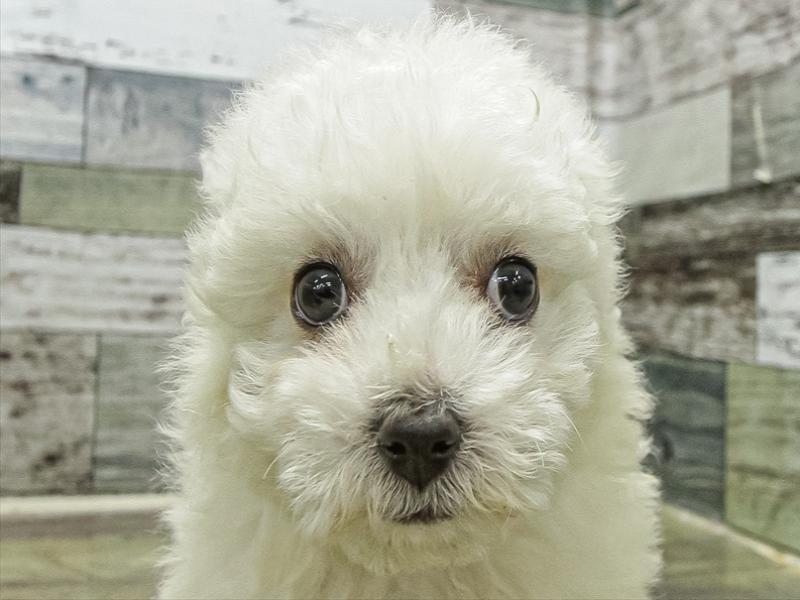岡山県のビションフリーゼ (ワンラブアリオ倉敷店/2025年11月9日生まれ/女の子/ホワイト)の子犬の1枚目の画像