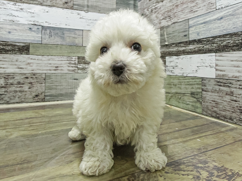 岡山県のビションフリーゼ (ワンラブアリオ倉敷店/2025年11月9日生まれ/女の子/ホワイト)の子犬の3枚目の画像