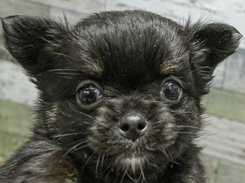 香川県のチワワ(ロング) (ワンラブゆめタウン三豊店/2025年11月11日生まれ/女の子/ブラックタン)の子犬