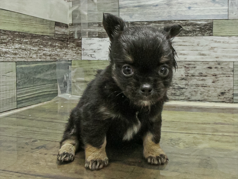 香川県のチワワ(ロング) (ワンラブゆめタウン三豊店/2025年11月11日生まれ/女の子/ブラックタン)の子犬の3枚目の画像