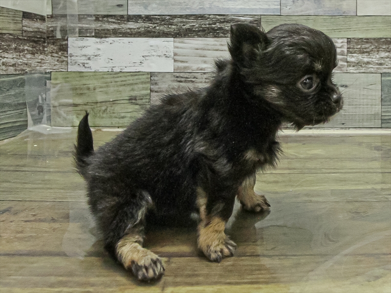 香川県のチワワ(ロング) (ワンラブゆめタウン三豊店/2025年11月11日生まれ/女の子/ブラックタン)の子犬の2枚目の画像