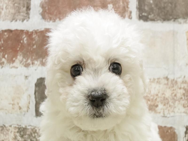 香川県のビションフリーゼ (ワンラブイオンタウン宇多津店/2025年11月10日生まれ/男の子/ホワイト)の子犬の1枚目の画像