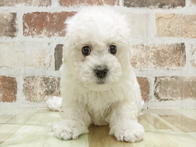 香川県のビションフリーゼ (ワンラブイオンタウン宇多津店/2025年11月10日生まれ/男の子/ホワイト)の子犬の3枚目の画像