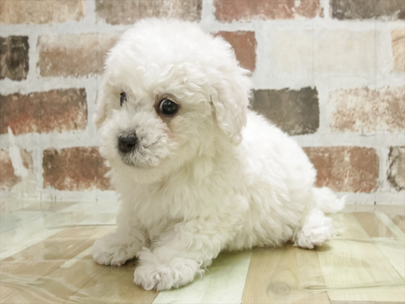 香川県のビションフリーゼ (ワンラブイオンタウン宇多津店/2025年11月10日生まれ/男の子/ホワイト)の子犬の2枚目の画像