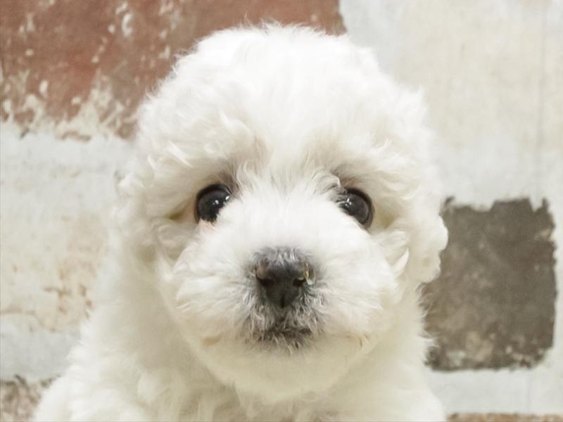 愛知県のビションフリーゼ (ワンラブ名古屋守山インター総本店/2025年11月10日生まれ/女の子/ホワイト)の子犬の1枚目の画像