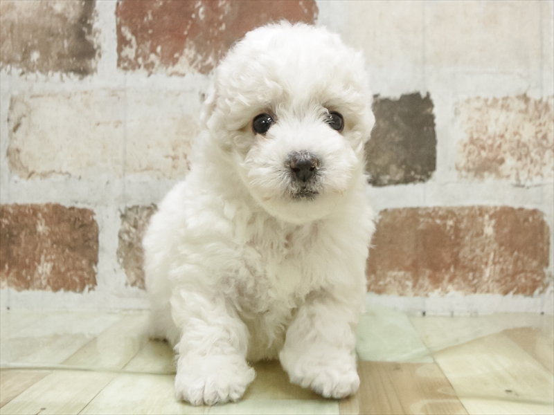 愛知県のビションフリーゼ (ワンラブ名古屋守山インター総本店/2025年11月10日生まれ/女の子/ホワイト)の子犬の3枚目の画像