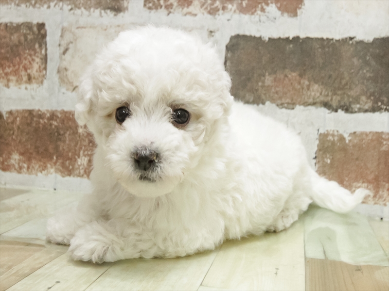 愛知県のビションフリーゼ (ワンラブ名古屋守山インター総本店/2025年11月10日生まれ/女の子/ホワイト)の子犬の2枚目の画像