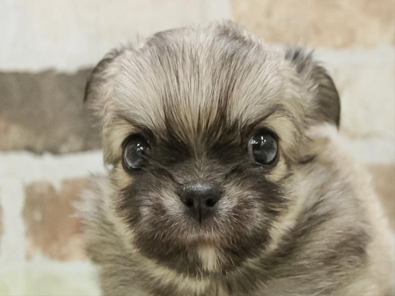 愛知県のチワワ(ロング) (ワンラブ名古屋守山インター総本店/2025年11月11日生まれ/男の子/フォーンホワイト)の子犬の1枚目の画像