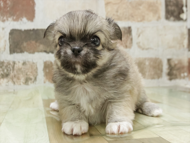 愛知県のチワワ(ロング) (ワンラブ名古屋守山インター総本店/2025年11月11日生まれ/男の子/フォーンホワイト)の子犬の3枚目の画像
