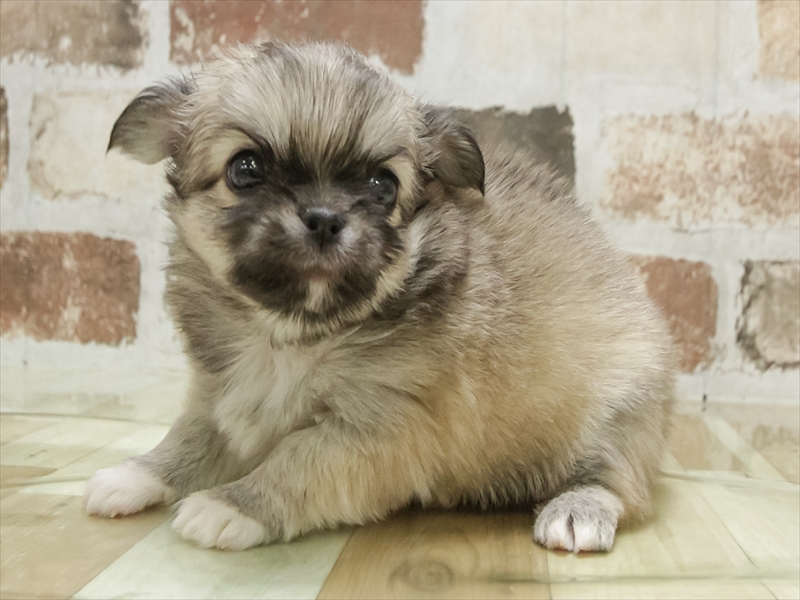 愛知県のチワワ(ロング) (ワンラブ名古屋守山インター総本店/2025年11月11日生まれ/男の子/フォーンホワイト)の子犬の2枚目の画像