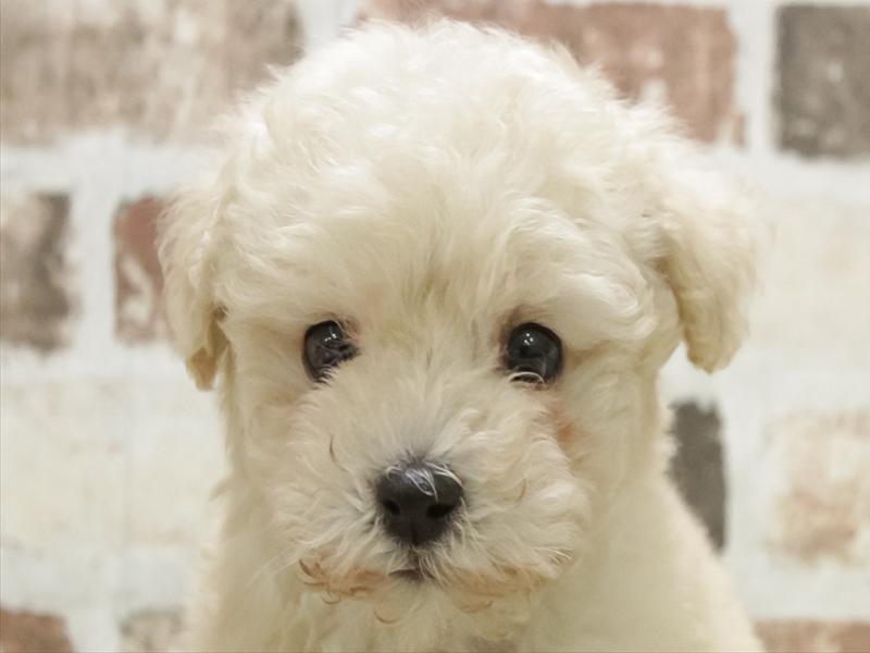 愛知県のトイプードル(タイニー) (ワンラブカインズ名古屋守山店/2025年11月10日生まれ/女の子/クリーム)の子犬