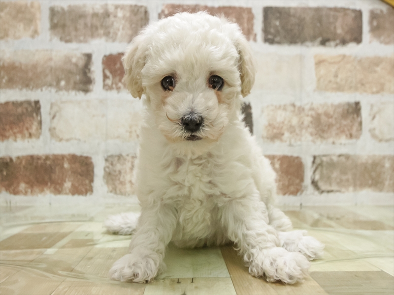 愛知県のトイプードル(タイニー) (ワンラブ名古屋守山インター総本店/2025年11月10日生まれ/男の子/クリーム)の子犬の3枚目の画像