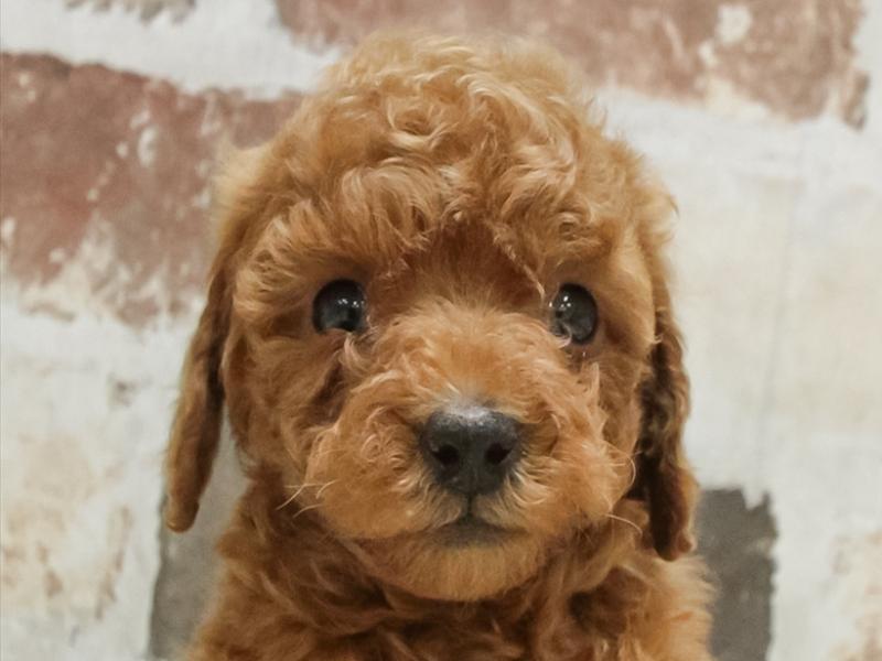 愛知県のトイプードル(タイニー) (ワンラブ名古屋守山インター総本店/2025年11月7日生まれ/女の子/レッド)の子犬の1枚目の画像