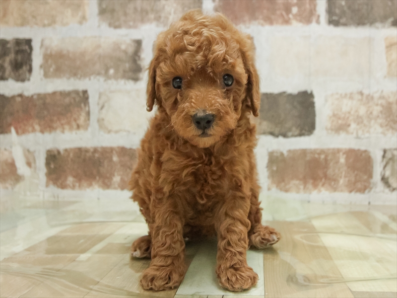 愛知県のトイプードル(タイニー) (ワンラブ名古屋守山インター総本店/2025年11月7日生まれ/女の子/レッド)の子犬の3枚目の画像