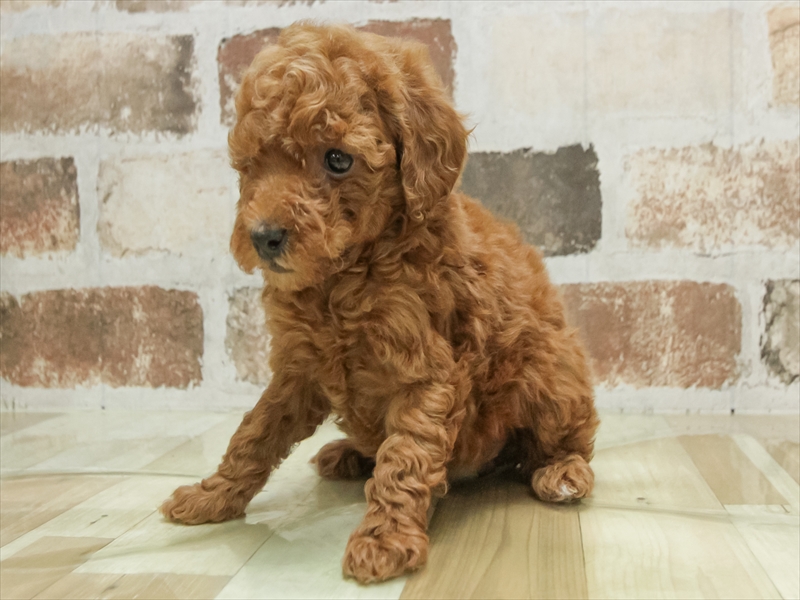 愛知県のトイプードル(タイニー) (ワンラブ名古屋守山インター総本店/2025年11月7日生まれ/女の子/レッド)の子犬の2枚目の画像