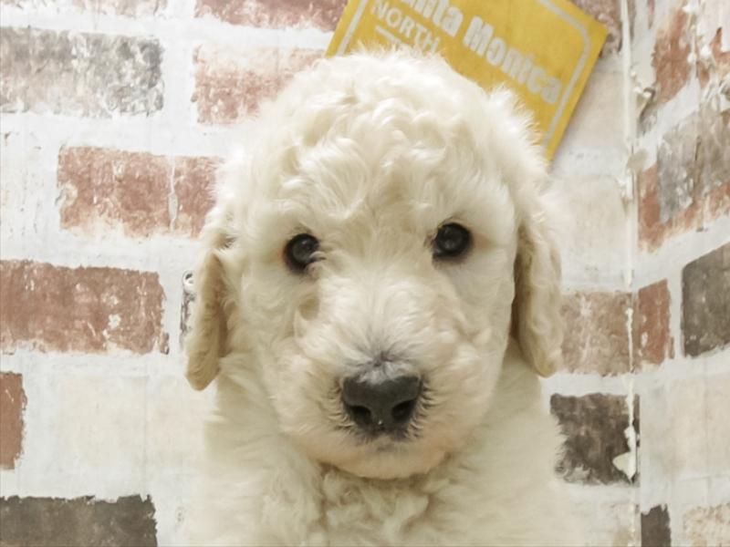 愛知県のスタンダードプードル (ワンラブ名古屋守山インター総本店/2025年11月11日生まれ/男の子/クリーム)の子犬の1枚目の画像