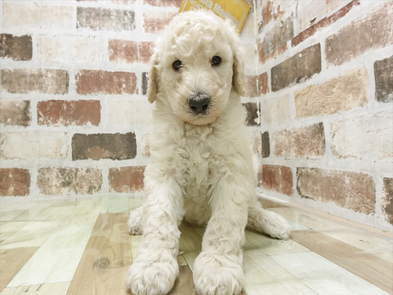 愛知県のスタンダードプードル (ワンラブ名古屋守山インター総本店/2025年11月11日生まれ/男の子/クリーム)の子犬の3枚目の画像