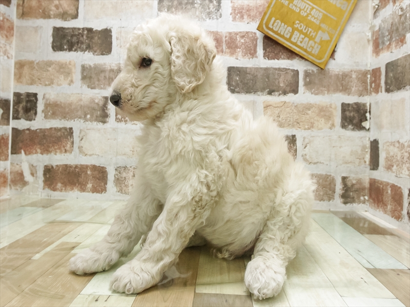 愛知県のスタンダードプードル (ワンラブ名古屋守山インター総本店/2025年11月11日生まれ/男の子/クリーム)の子犬の2枚目の画像