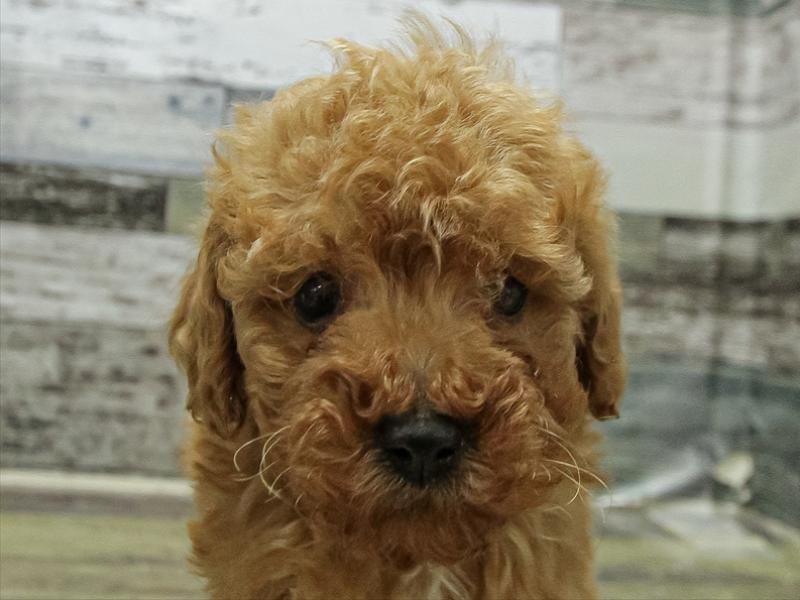 愛知県のトイプードル(タイニー) (ワンラブ名古屋守山インター総本店/2025年11月7日生まれ/男の子/レッド)の子犬の1枚目の画像