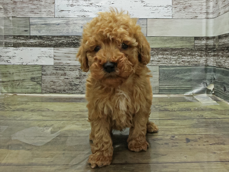 愛知県のトイプードル(タイニー) (ワンラブ名古屋守山インター総本店/2025年11月7日生まれ/男の子/レッド)の子犬の3枚目の画像