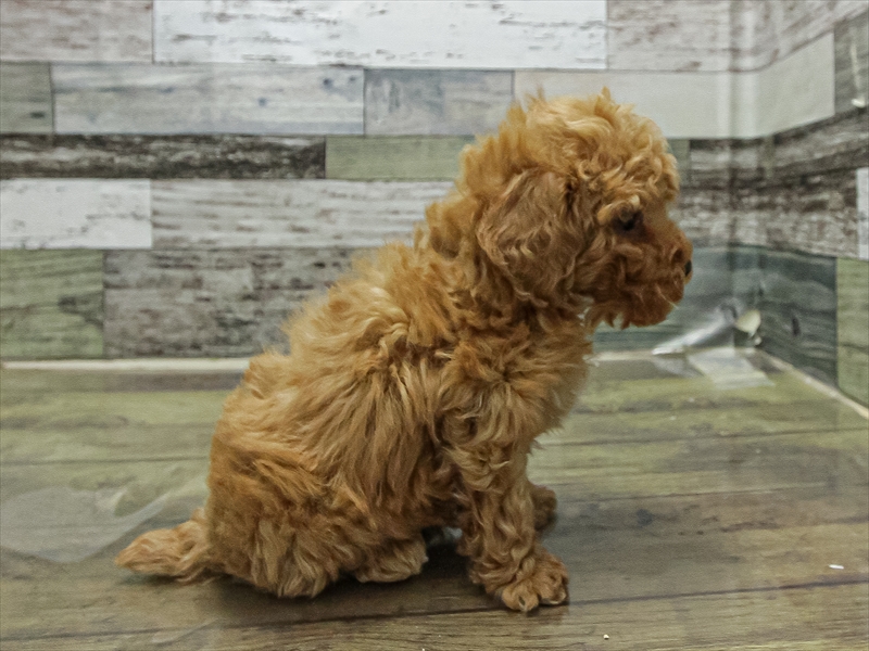 愛知県のトイプードル(タイニー) (ワンラブ名古屋守山インター総本店/2025年11月7日生まれ/男の子/レッド)の子犬の2枚目の画像