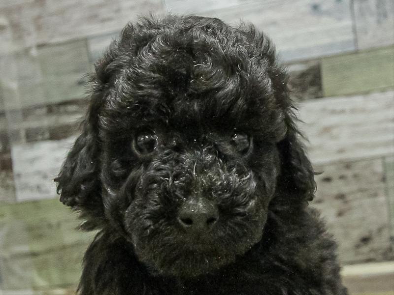 愛知県のトイプードル(トイ) (ワンラブ名古屋守山インター総本店/2025年11月9日生まれ/女の子/ブラック)の子犬の1枚目の画像