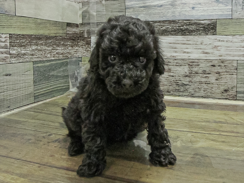 愛知県のトイプードル(トイ) (ワンラブ名古屋守山インター総本店/2025年11月9日生まれ/女の子/ブラック)の子犬の3枚目の画像