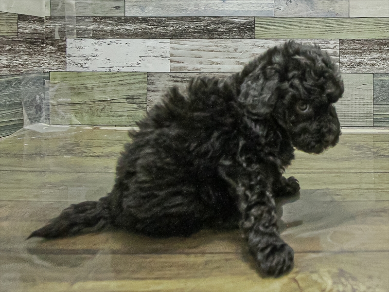 愛知県のトイプードル(トイ) (ワンラブ名古屋守山インター総本店/2025年11月9日生まれ/女の子/ブラック)の子犬の2枚目の画像