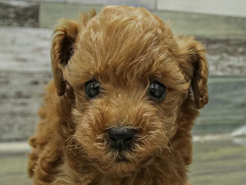 愛知県のトイプードル(タイニー) (ワンラブ名古屋守山インター総本店/2025年11月9日生まれ/女の子/レッド)の子犬の1枚目の画像