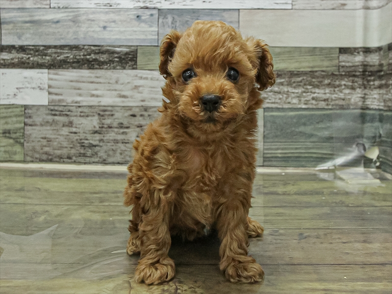 愛知県のトイプードル(タイニー) (ワンラブ名古屋守山インター総本店/2025年11月9日生まれ/女の子/レッド)の子犬の3枚目の画像