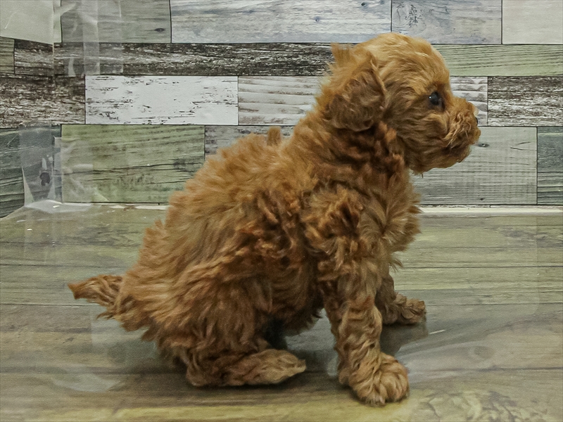 愛知県のトイプードル(タイニー) (ワンラブ名古屋守山インター総本店/2025年11月9日生まれ/女の子/レッド)の子犬の2枚目の画像