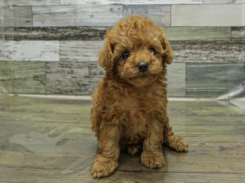 愛知県のトイプードル(タイニー) (ワンラブ名古屋守山インター総本店/2025年11月9日生まれ/男の子/レッド)の子犬の3枚目の画像