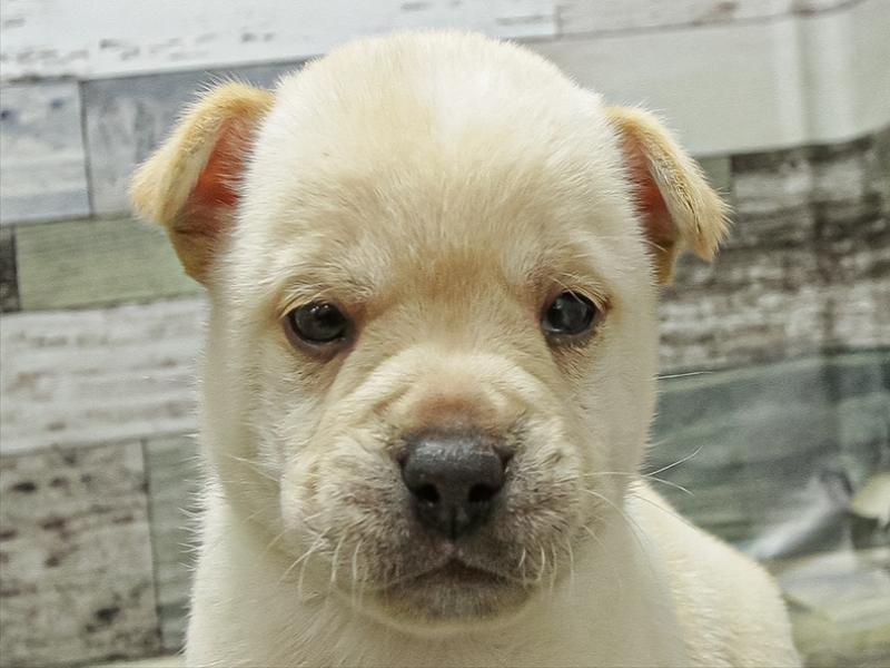 愛知県のﾏﾒﾌﾚﾝﾁ【ﾏﾒｼﾊﾞ×ﾌﾚﾝﾁ】 (ワンラブカインズ名古屋守山店/2025年11月9日生まれ/男の子/クリーム)の子犬