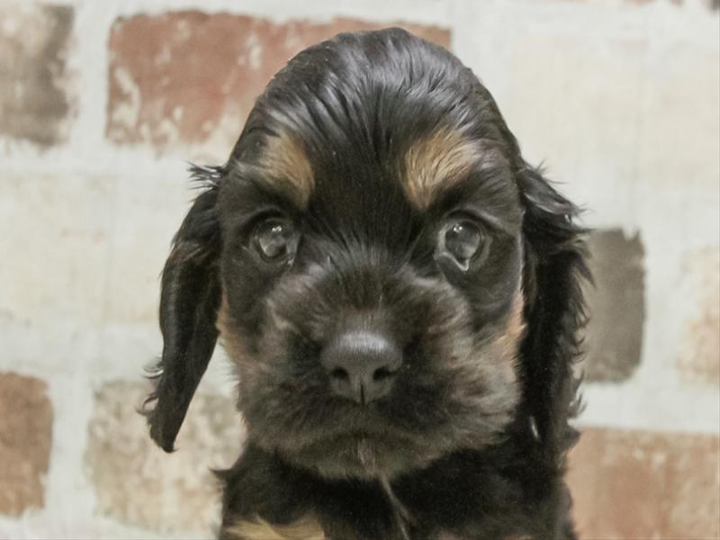 愛知県のアメリカンコッカースパニエル (ワンラブ名古屋守山インター総本店/2025年11月11日生まれ/男の子/ブラックタン)の子犬の1枚目の画像