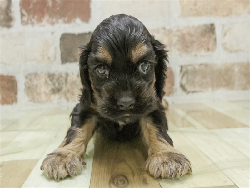 愛知県のアメリカンコッカースパニエル (ワンラブ名古屋守山インター総本店/2025年11月11日生まれ/男の子/ブラックタン)の子犬の3枚目の画像