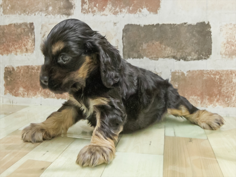 愛知県のアメリカンコッカースパニエル (ワンラブ名古屋守山インター総本店/2025年11月11日生まれ/男の子/ブラックタン)の子犬の2枚目の画像