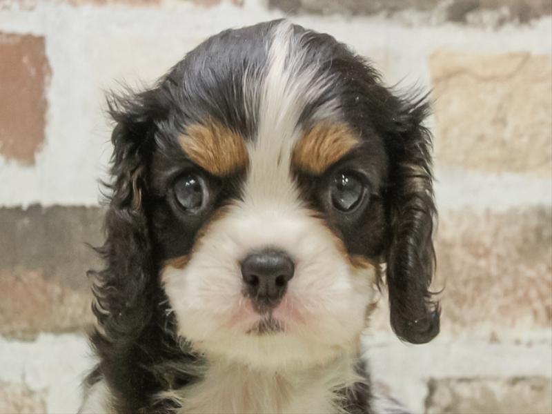 岡山県のキャバリアキングチャールズスパニエル (ワンラブアリオ倉敷店/2025年11月11日生まれ/女の子/トライカラー)の子犬の1枚目の画像