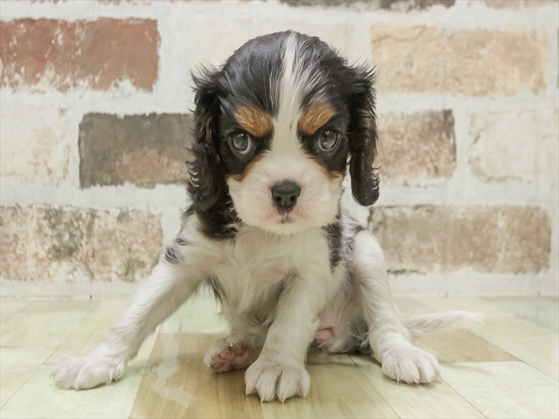 岡山県のキャバリアキングチャールズスパニエル (ワンラブアリオ倉敷店/2025年11月11日生まれ/女の子/トライカラー)の子犬の3枚目の画像